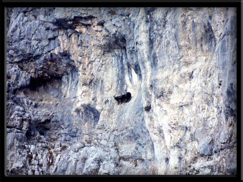 Rupicapra rupicapra.....dal Trentino Alto Adige